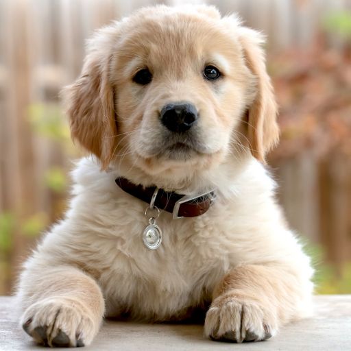 pet