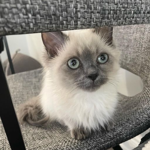 pet
