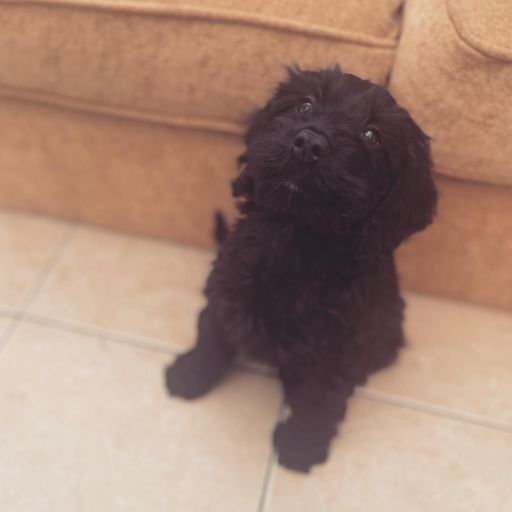 pet