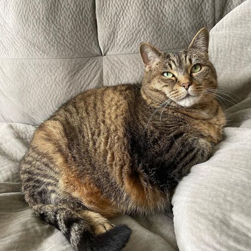 pet