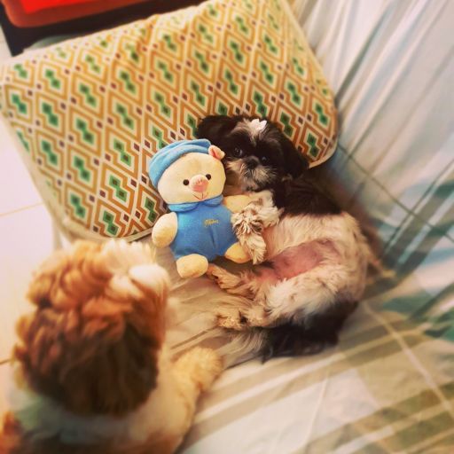 pet
