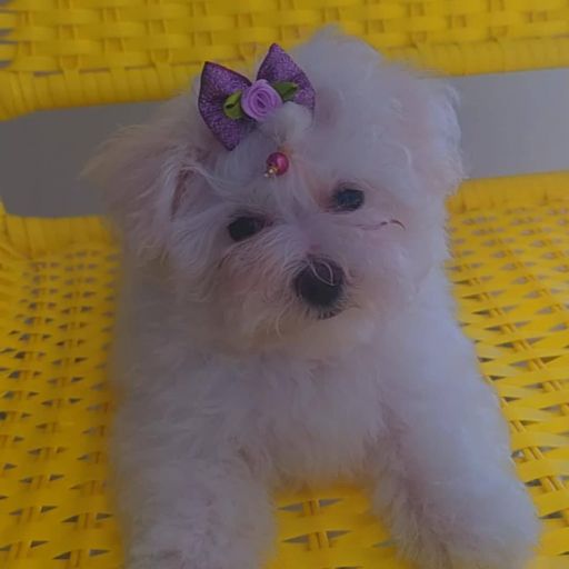 pet