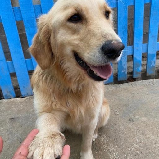 pet