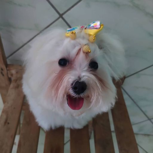 pet