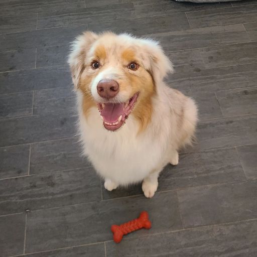 pet