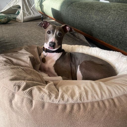 pet