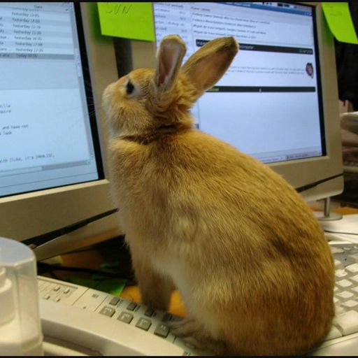 pet