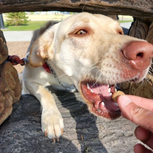 pet