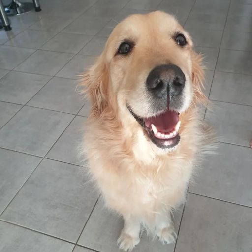pet