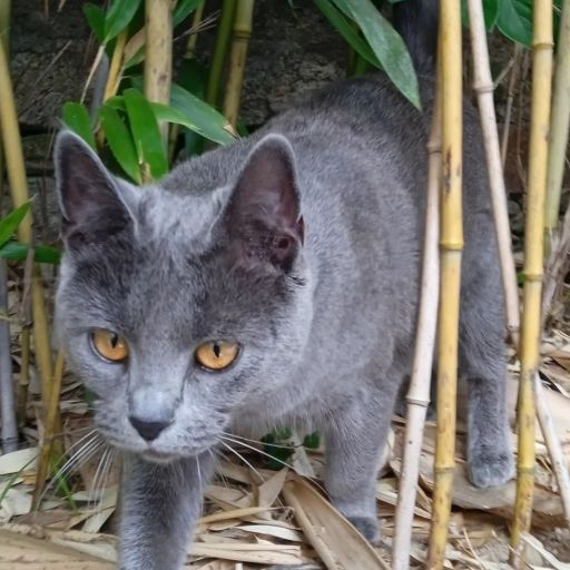 pet
