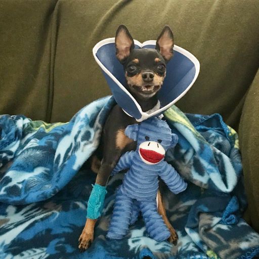 pet
