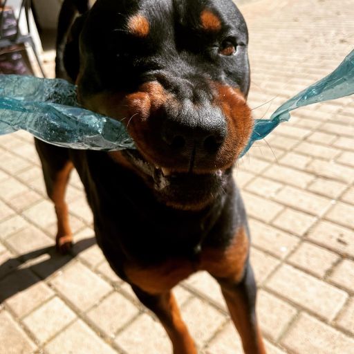 pet
