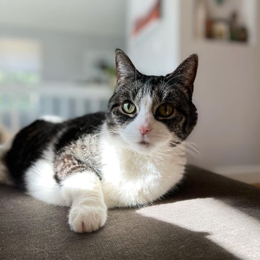 pet