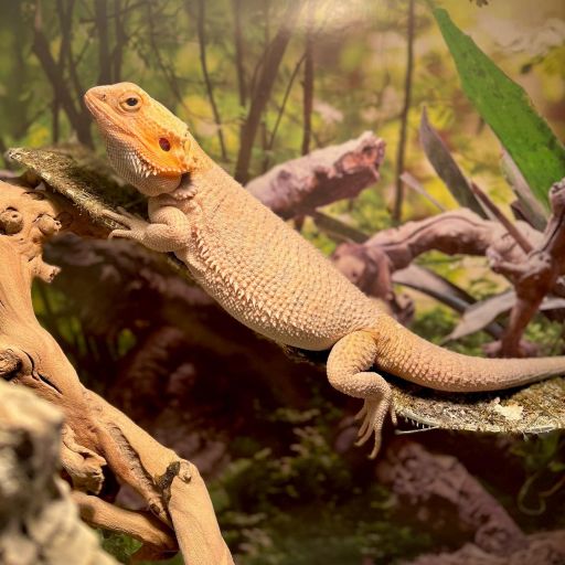 pet