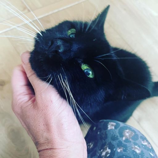 pet