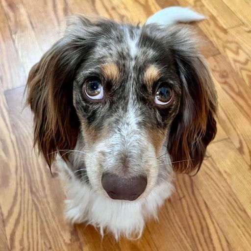 pet