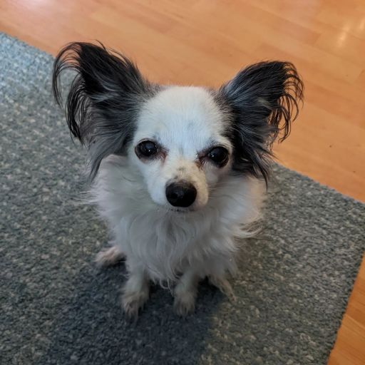 pet
