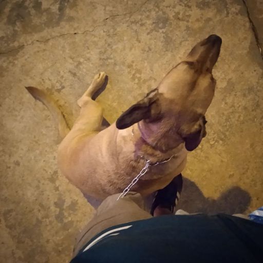 pet
