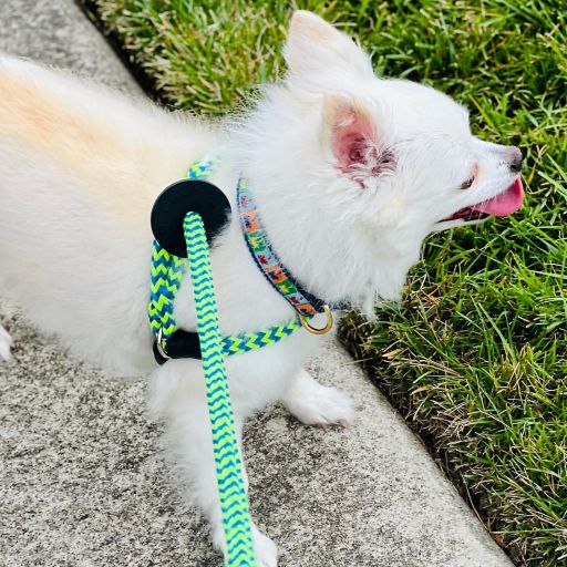 pet