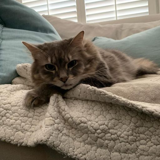pet
