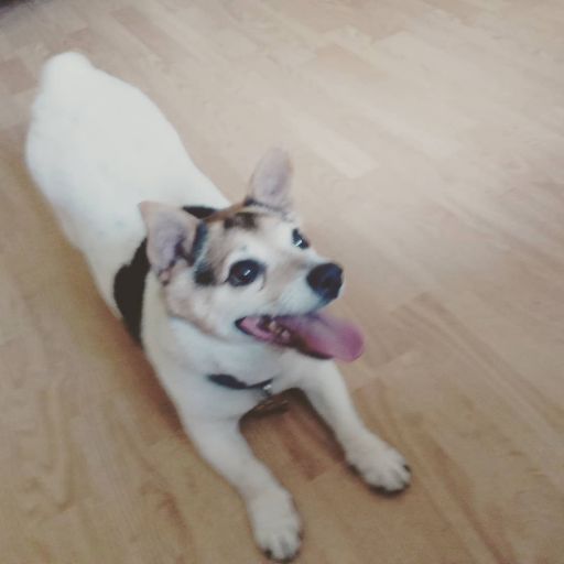 pet