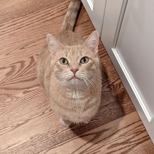 pet