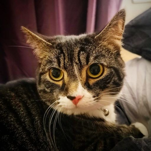 pet