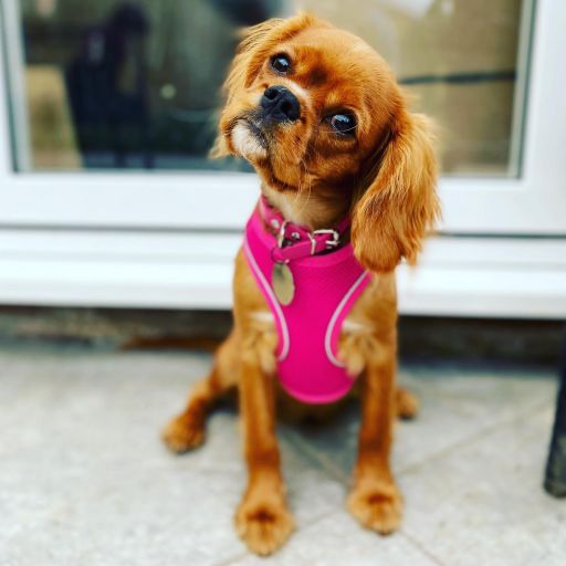 pet