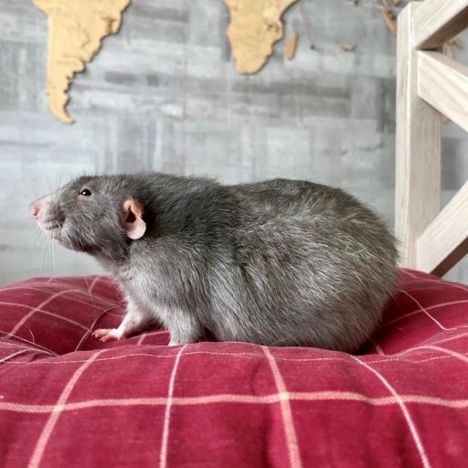 pet