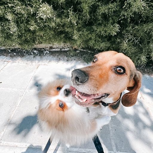 pet