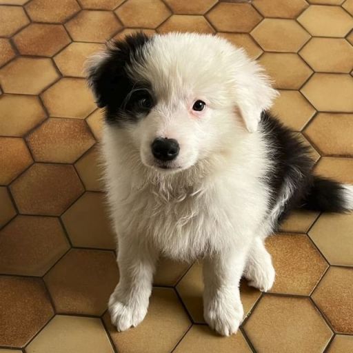 pet