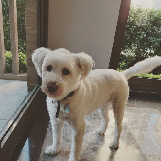pet