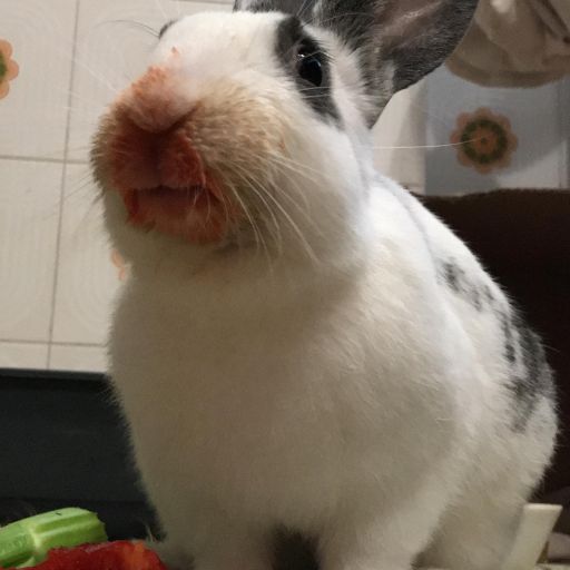 pet