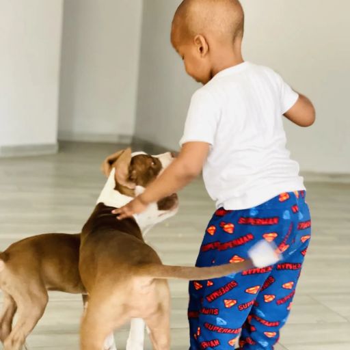 pet