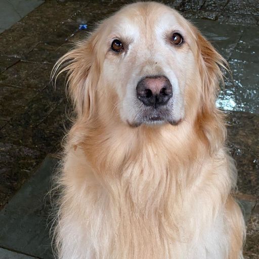 pet