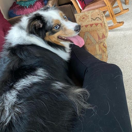 pet