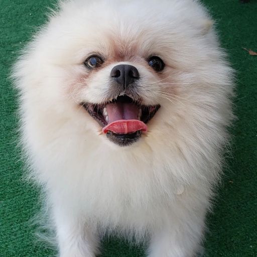 pet