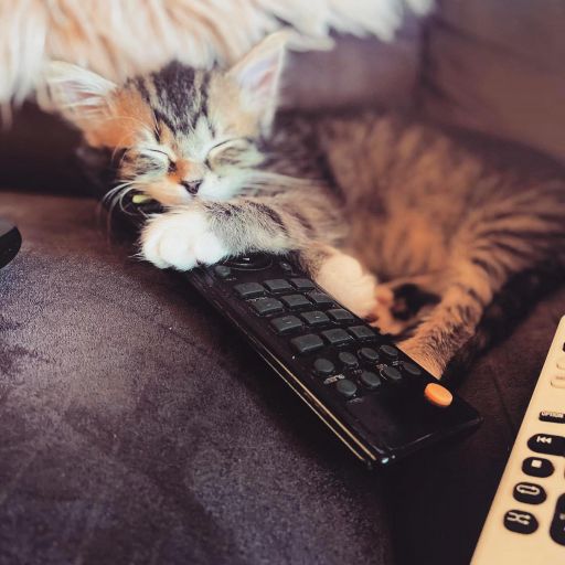 pet