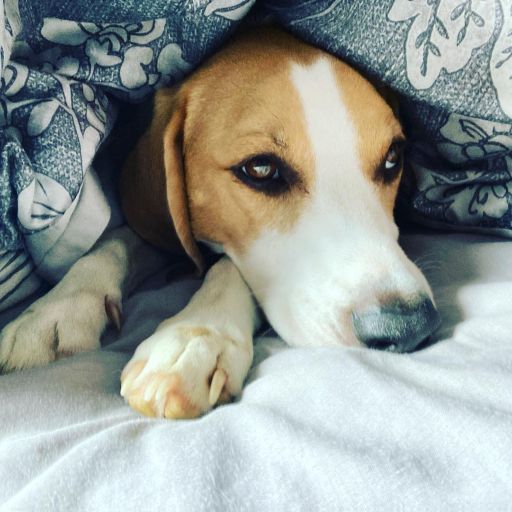 pet