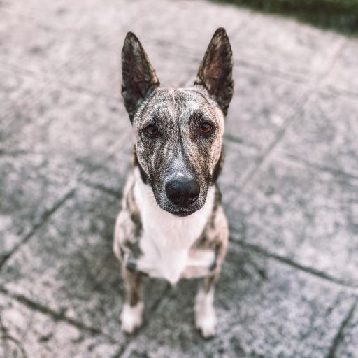 pet