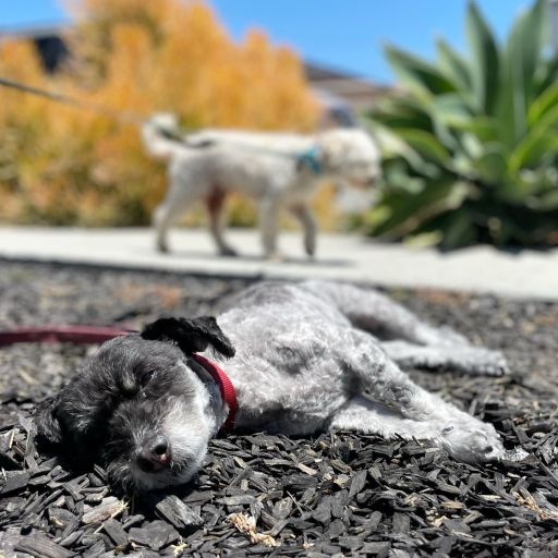 pet