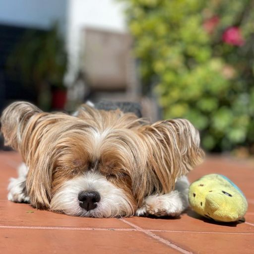 pet