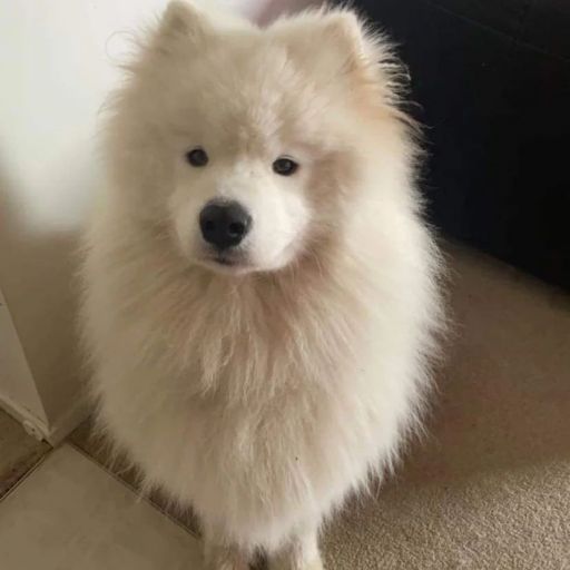 pet