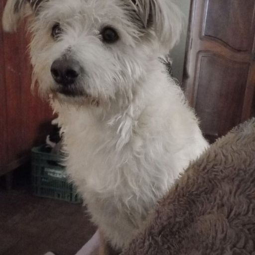 pet
