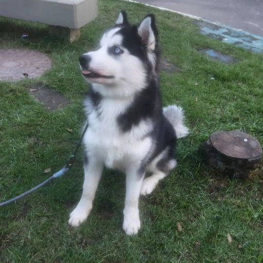 pet