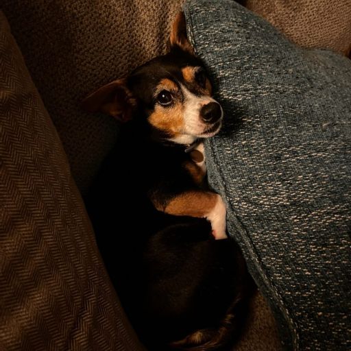 pet
