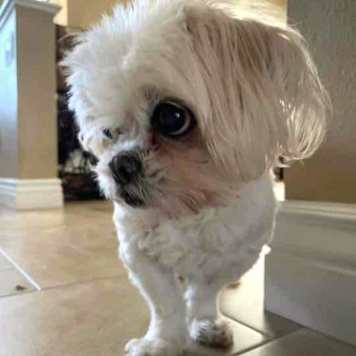 pet