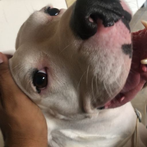 pet