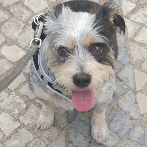 pet