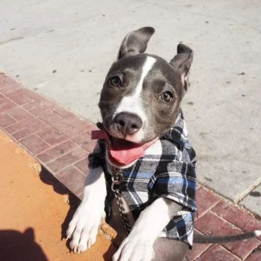 pet